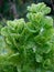 Overgrown green leaf salad, garden leafy vegetables, green diet, healthy eating, gardening