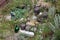 Overgrown home garden with multiple wooden barrels and large old wine barrels on concrete blocks used as garden decoration