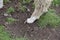 Overgrown hooves of alpacas on the territory Inca prehistoric ruins in Chucuito near Puno, Titicaca lake area. Peru