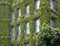 Overgrown house facade