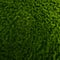 Overgrown Lawn Grass Texture Pattern