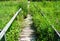 Overgrown long wooden boardwalk