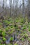 Overgrown marshy area with skunk cabbage plants and tall spindly trees