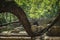 Overgrown Maya temple ruins behind large branch in lush tropical forest at archaeological site of Palenque, Chiapas, Mexico