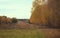 Overgrown meadow in the autumn forest.