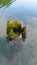 Overgrown old stump in lake water