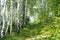 Overgrown path in a birch forest. Summer landscape