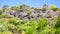 Overgrown petrified lava flow on volcano Etna