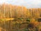 overgrown pond on an autumn evening