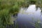 Overgrown pond, green mud