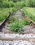 Overgrown railroad track