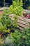 Overgrown Raised Bed with salad, chard and other vegetables and herbs