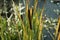 Overgrown reeds on the shore of Lake