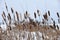 Overgrown reeds in winter on the lake