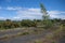 The overgrown remains of a runaway of an old air force base in Suffolk