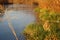 Overgrown river bank and the first thin ice on the water