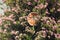 Overgrown road sign stop, pink flowering shrub