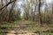 Overgrown road in a spring grove