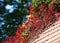 Overgrown Roof with Autumn Vegetation