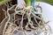 The overgrown root system of a home orchid phalaenopsis in a clear plastic flower pot with pine bark