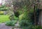 Overgrown, secluded, messy suburban garden with crazy paving path, cherry blossom tree, shrubs, flowers and greenery.