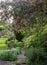 Overgrown, secluded, messy suburban garden with crazy paving path, cherry blossom tree, shrubs, flowers and greenery.