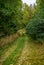 Overgrown single lane road passing a lush green forest