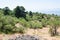 Overgrown slope of Etna volcano in Sicily