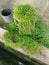 Overgrown soleirolia soleirolii leaves over the garden pot.