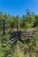 Overgrown split rail cedar farm fence on Manitoulin island