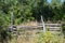 Overgrown split rail cedar farm fence on Manitoulin island