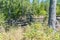 Overgrown split rail cedar farm fence on Manitoulin island