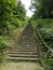 Overgrown stairs in a forest park