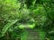 Overgrown stairs in a green forest in Xitou Nature Education Area, Taiwan