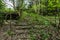 overgrown stairs in a swimming bath