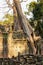 overgrown temple ruin, Angkor Wat, Cambodia - tree on temple wall -