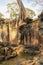 overgrown temple ruin, Angkor Wat, Cambodia - tree on temple wall -