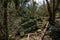 Overgrown tombstones of an ancient cemetery