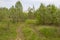 Overgrown track leads through meadows overgrown with small bushes