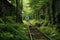 overgrown train tracks in a forest setting