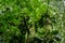 Overgrown tree in jungle - looking up in forest / rainforest -
