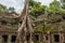 Overgrown tree roots at Ta Prohm temple Tomb Raider temple in Angkor Archaeological Park, Siem Reap, Cambodia