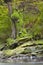 Overgrown Tree By Stream, Eifel