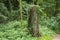 An overgrown tree stump in the woods in Suffolk