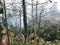 Overgrown tree trunks in mist rainforest