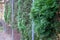 Overgrown trees and vegetation creeps through a fence line