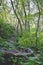 The overgrown vine covered back country landscape