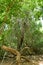 An overgrown vines in forest climbing the old abandoned tall tree