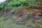 Overgrown volcanic landscape on the azores