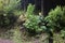 Overgrown volcanic landscape on the azores